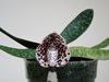 Paphiopedilum 
